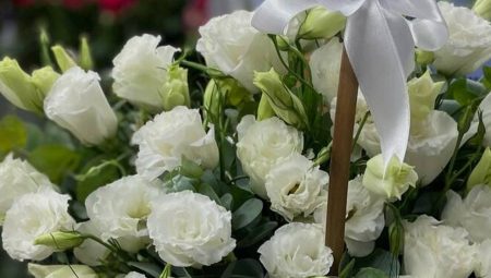 Arı Polenin Faydaları Nelerdir?